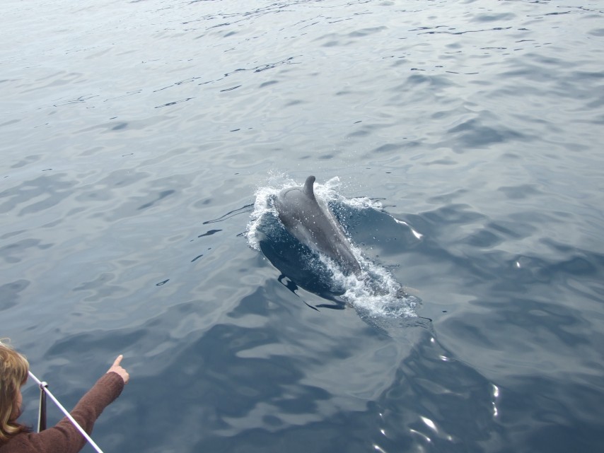 Dauphins au large du Cap Begur