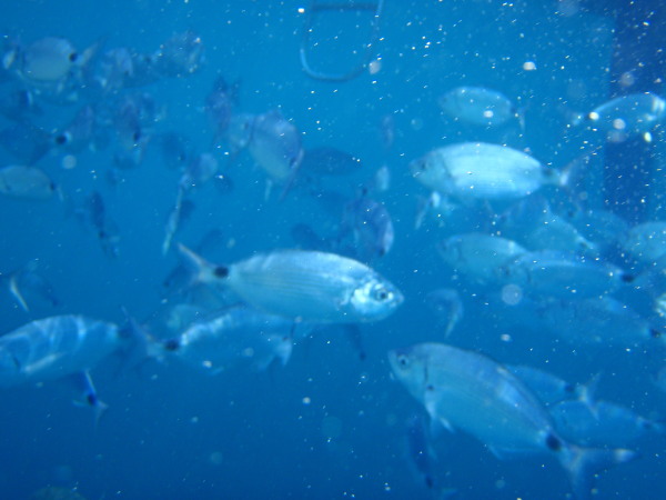 L'aquarium des Iles Medes