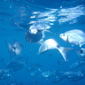 L'aquarium des Iles Medes