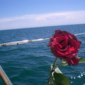 La rose des mers