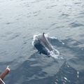 Dauphins au large du Cap Begur